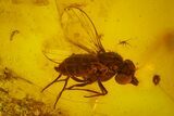 Fossil Cicada (Auchenorrhyncha) & Two Flies (Diptera) in Baltic Amber #173671-1